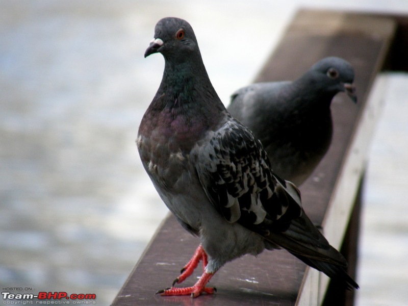 The Official Theme Photography Thread: Festival Spirit-pigeon.jpg