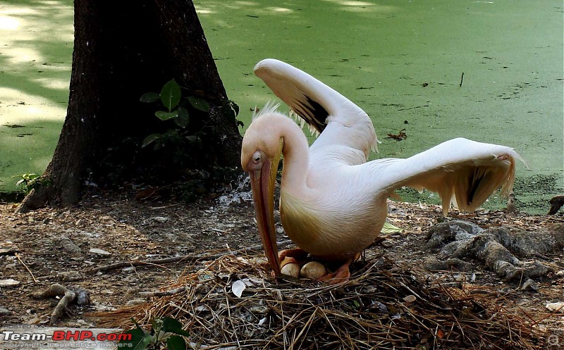 The Official Theme Photography Thread: Festival Spirit-pelican.jpg