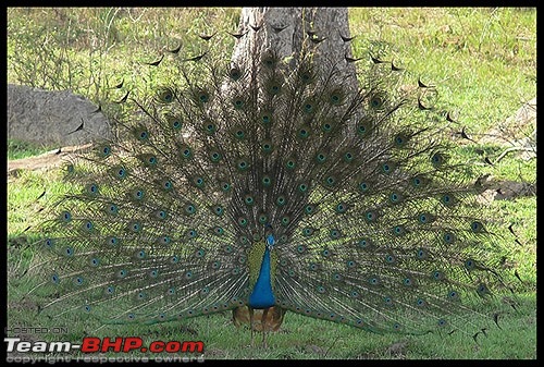 The Official Theme Photography Thread: Festival Spirit-peacock.jpg