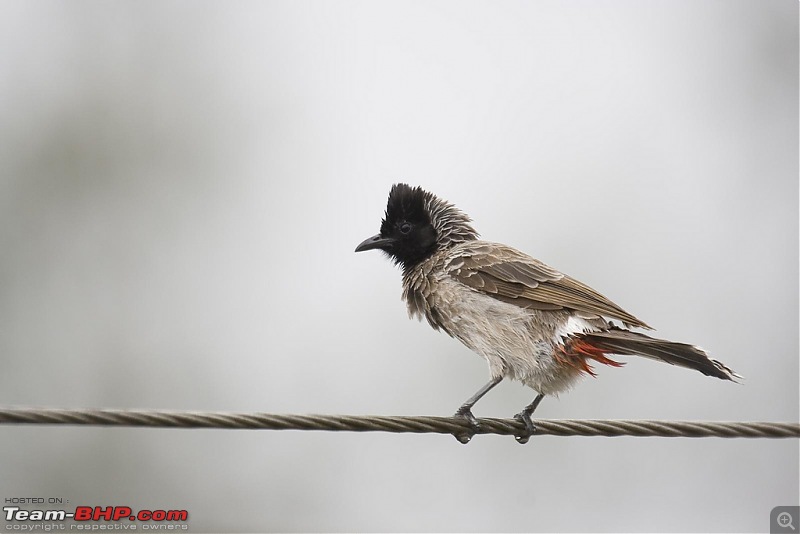 The Official Theme Photography Thread: Festival Spirit-red-vented-bul-bul-wire-2.jpg