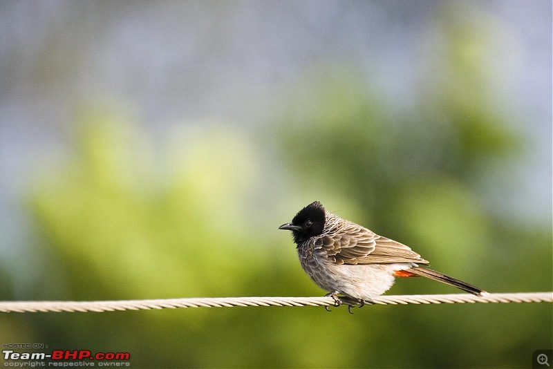 The Official Theme Photography Thread: Festival Spirit-red-vented-bul-bul-wire.jpg