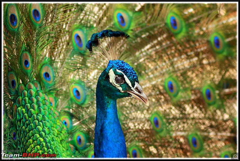 The Official Theme Photography Thread: Festival Spirit-peacock-portrait.jpg