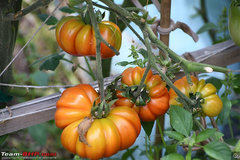What sustainability choices do you make on a daily basis??-tomato01.jpg