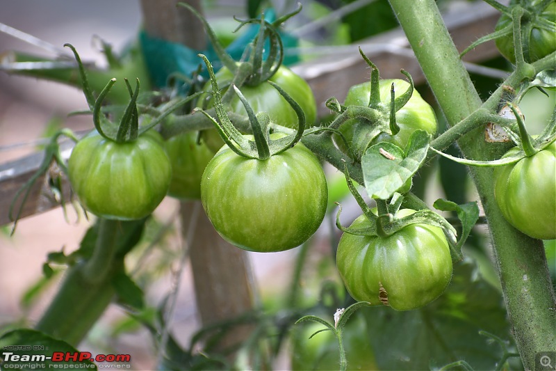 What sustainability choices do you make on a daily basis??-tomato02.jpg
