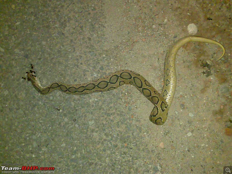 Snakes!-13092009350.jpg