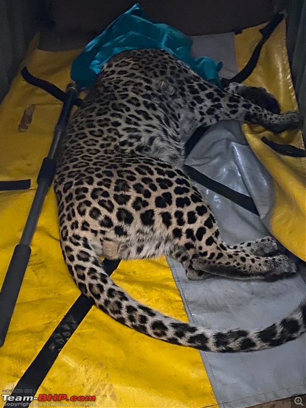 Stray Leopard at Mercedes-Benz' Chakan factory-whatsapp-image-20220321-12.45.18-pm.jpeg