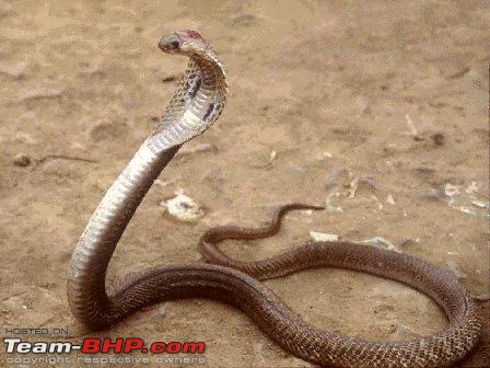 Snakes!-indiancobra.jpg