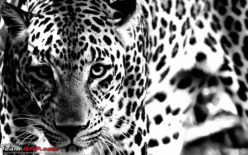 The Official Theme Photography Thread: Festival Spirit-panther-hyd-zoo_filtered-.jpg