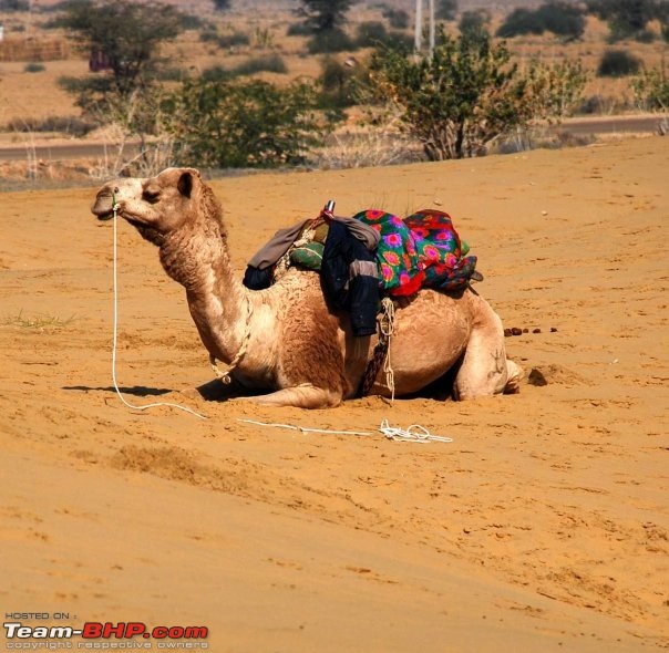 The Official Theme Photography Thread: Festival Spirit-camel.jpg