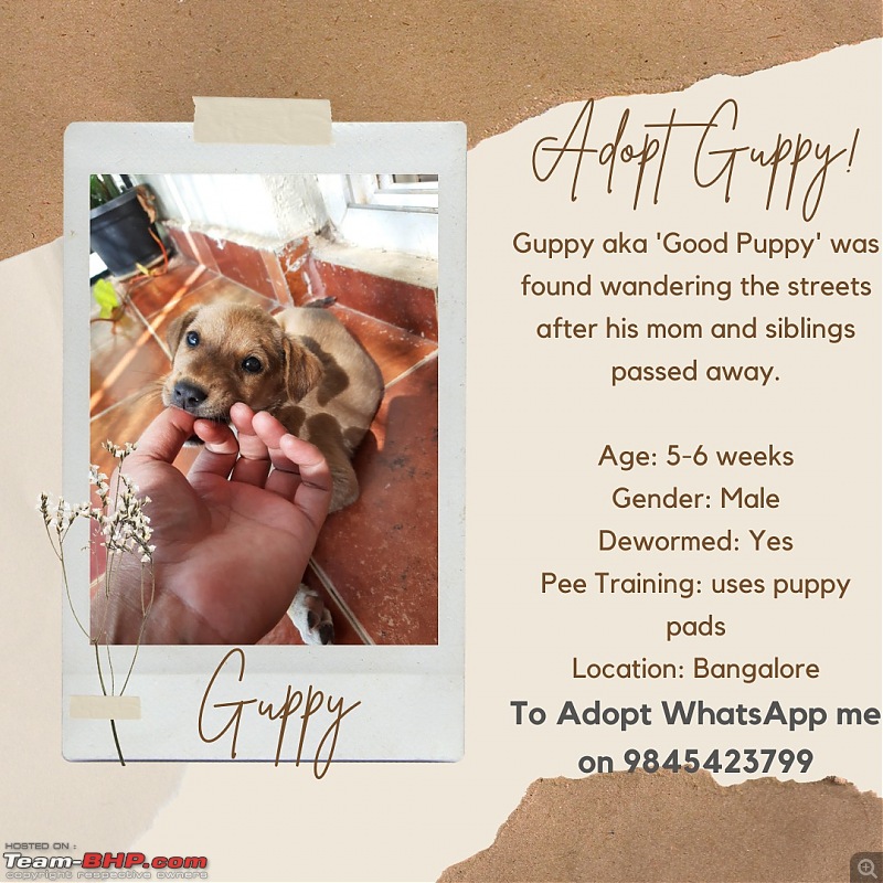 Dogs For Adoption-whatsapp-image-20221111-12.48.59.jpeg