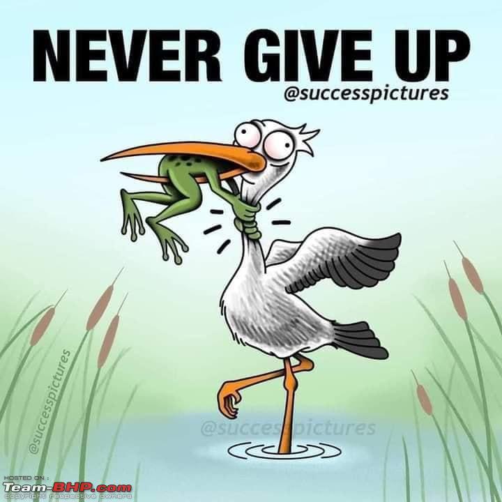Name:  Never give up frog.jpg
Views: 330
Size:  47.4 KB