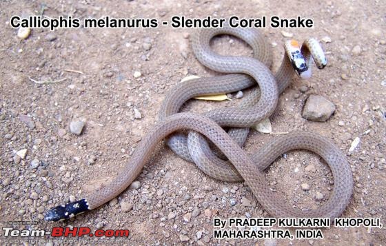 Snakes!-calliophismelanurus03000035127_01.jpg