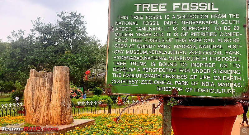 Lalbagh Flower Show - Bangalore-treefossil.jpg