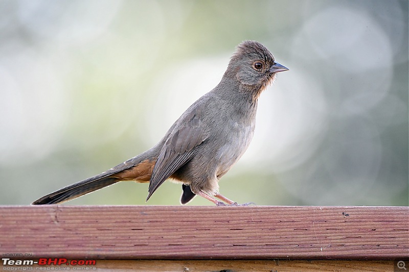 The Bird Lovers Thread-california-towhee.jpg