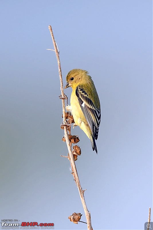 The Bird Lovers Thread-goldfinch.jpg