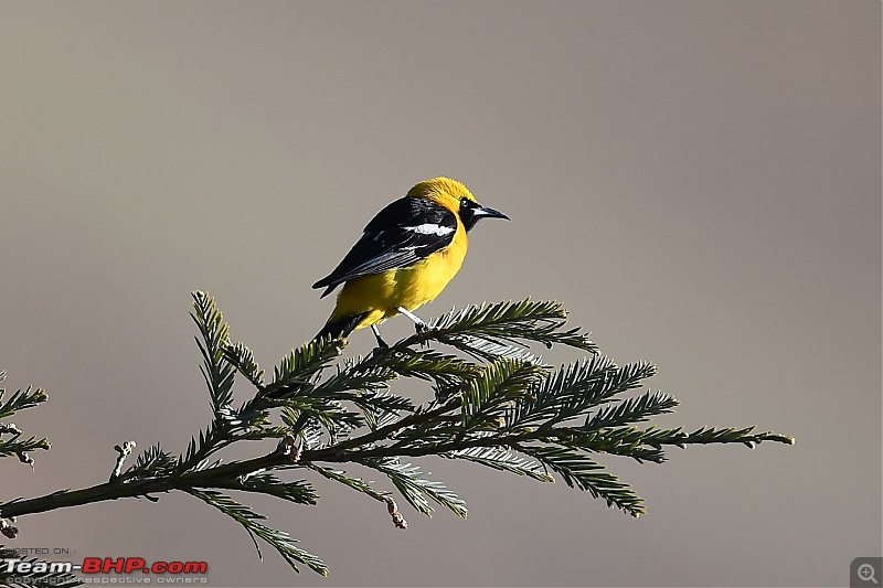 The Bird Lovers Thread-hoodedoriole.jpg