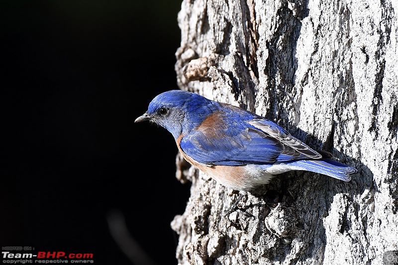 The Bird Lovers Thread-male-bluebird.jpg