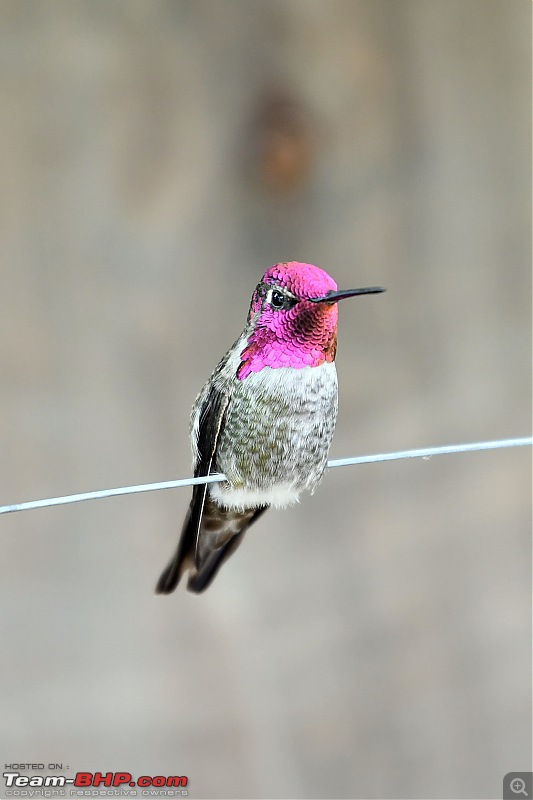 The Bird Lovers Thread-maleanna-hummingbird01.jpg
