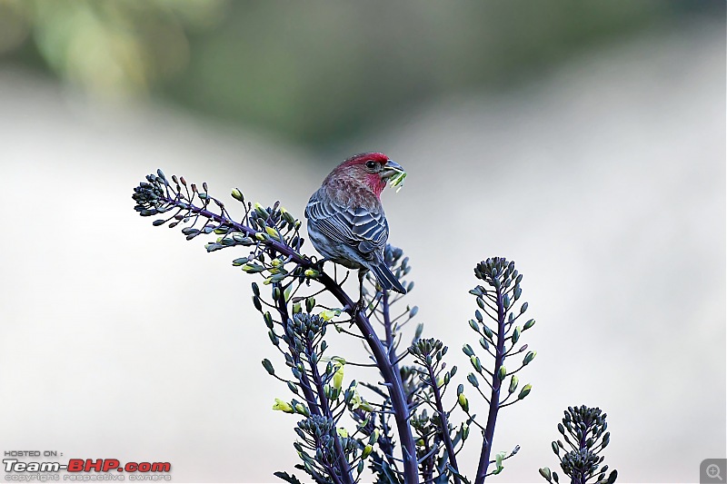 The Bird Lovers Thread-malehousefinch.jpg