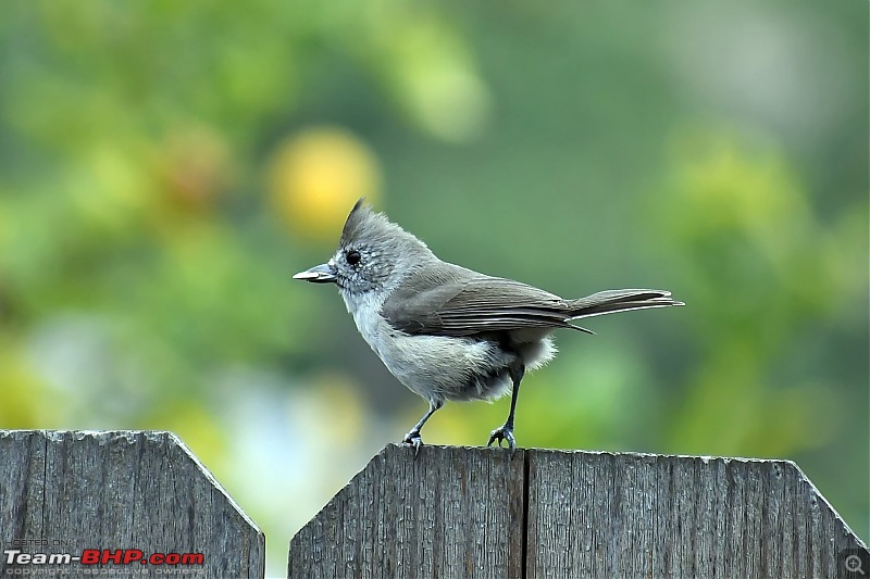 The Bird Lovers Thread-oaktitmouse.jpg