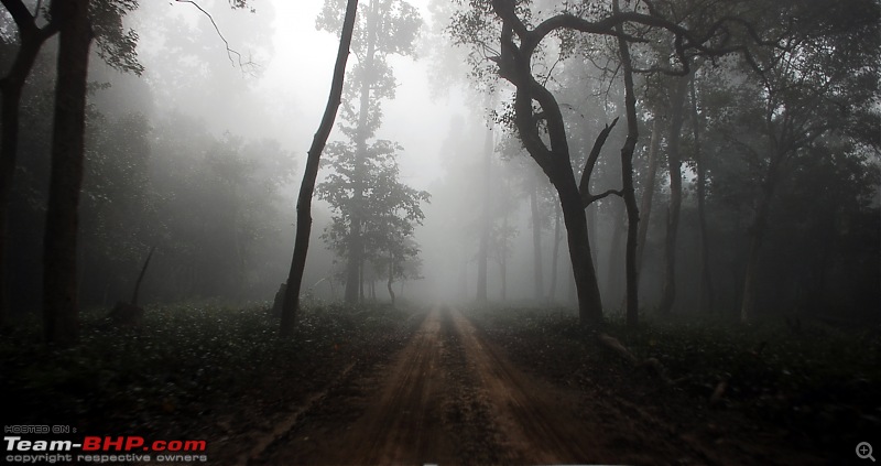 The Official Theme Photography Thread: Festival Spirit-foggyforest.jpg