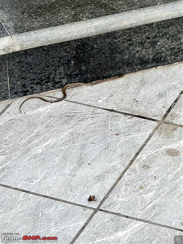 Snakes!-img_8759.jpg