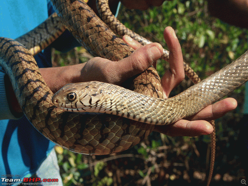 Snakes!-slide2.gif