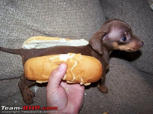 Team-BHPians and their Pets-hot-dog.jpg