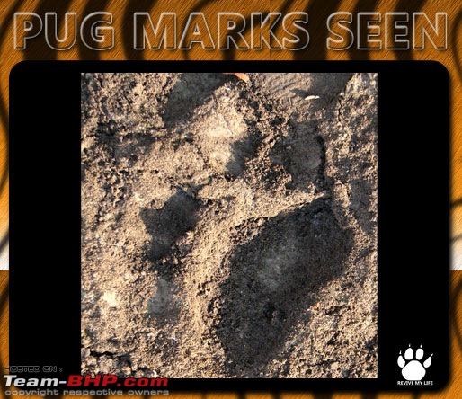 Please Help in Saving AP's Forests and Wildlife-pugmarks01.jpg