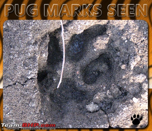 Please Help in Saving AP's Forests and Wildlife-pugmarks02.jpg