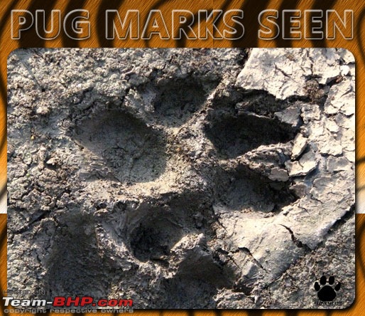 Please Help in Saving AP's Forests and Wildlife-pugmarks04.jpg