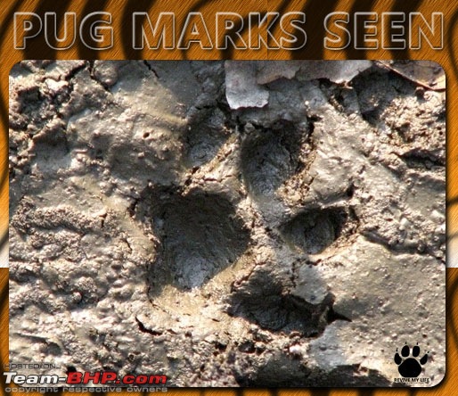 Please Help in Saving AP's Forests and Wildlife-pugmarks05.jpg