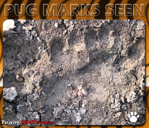 Please Help in Saving AP's Forests and Wildlife-pugmarks08.jpg