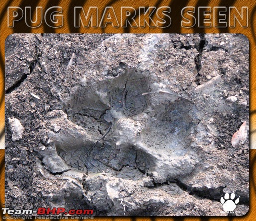 Please Help in Saving AP's Forests and Wildlife-pugmarks10.jpg