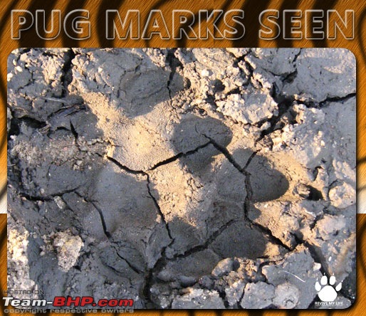 Please Help in Saving AP's Forests and Wildlife-pugmarks11.jpg