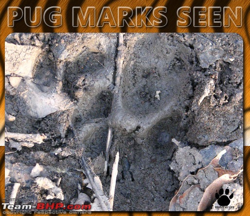Please Help in Saving AP's Forests and Wildlife-pugmarks12.jpg