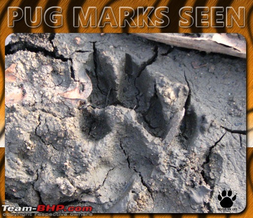 Please Help in Saving AP's Forests and Wildlife-pugmarks14.jpg