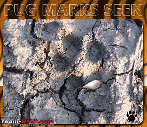 Please Help in Saving AP's Forests and Wildlife-pugmarks15.jpg