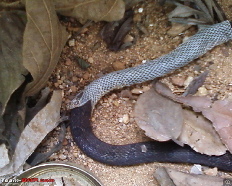 Snakes!-photo0034.jpg