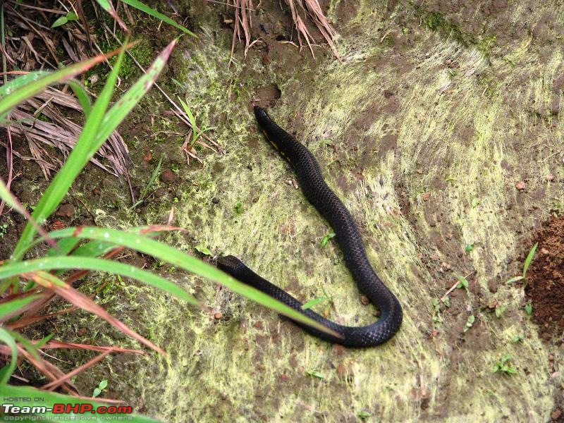 Snakes!-kudremukh-484.jpg