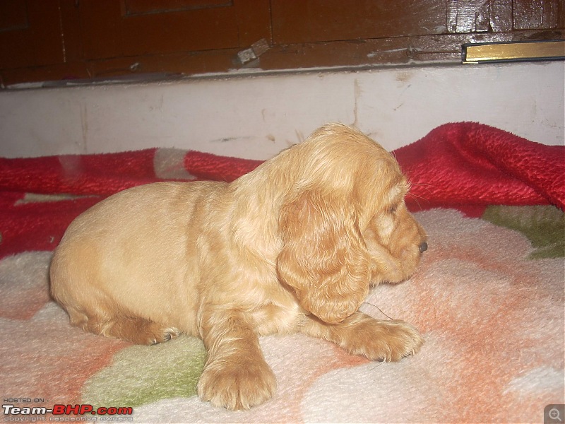 Dogs For Adoption-cocker-male-puppy.jpg