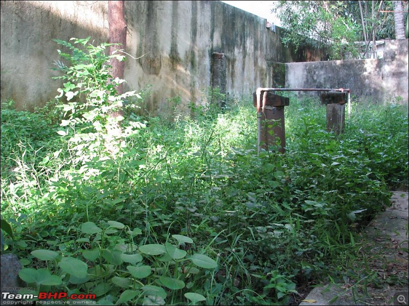 Weeds - How do you tackle them? Pls provide your suggestion-p4.jpg