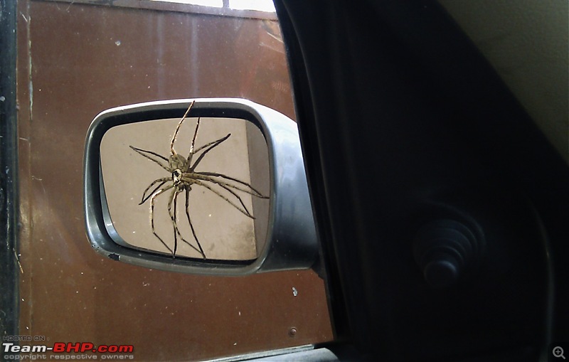 Spiders - Any Arachnophobes in here?-imag0126.jpg