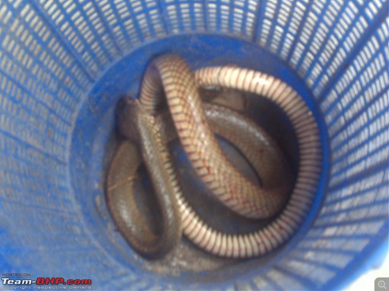 Snakes!-26022011445.jpg