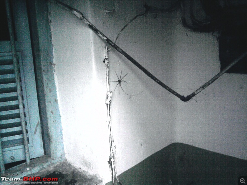 Spiders - Any Arachnophobes in here?-photo0613.jpg