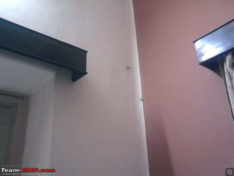 Spiders - Any Arachnophobes in here?-photo0695.jpg