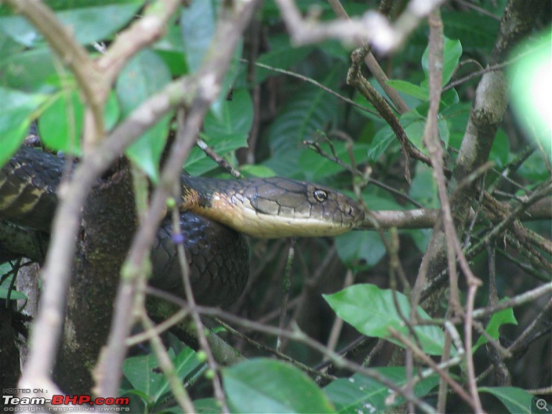 Snakes!-img_4371.jpg