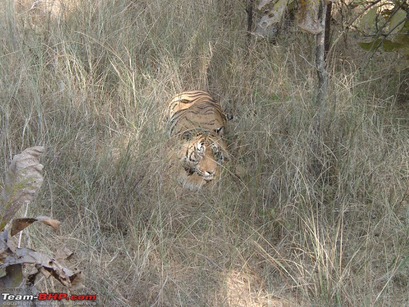 Wildlife Sanctuary Management : Do's and Don'ts-panna-tiger1.jpg