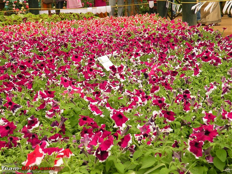 Lalbagh Flower Show - Bangalore-dscn0061.jpg