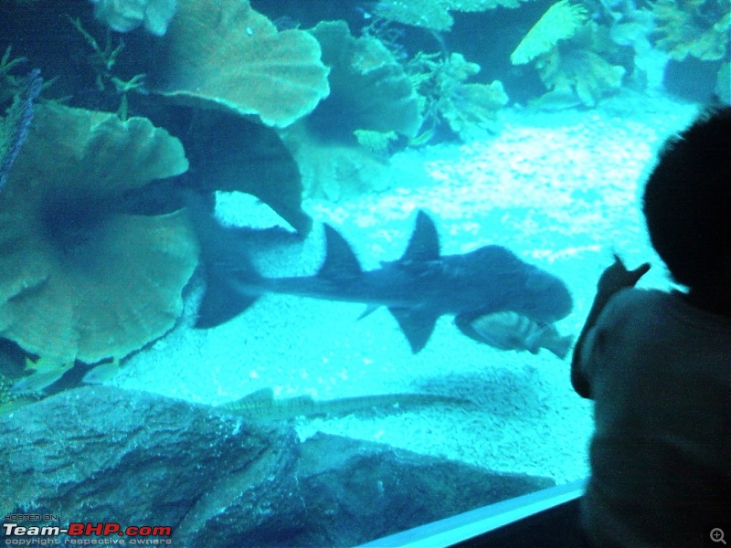 The Dubai Mall Aquarium and more..-snc00173.jpg